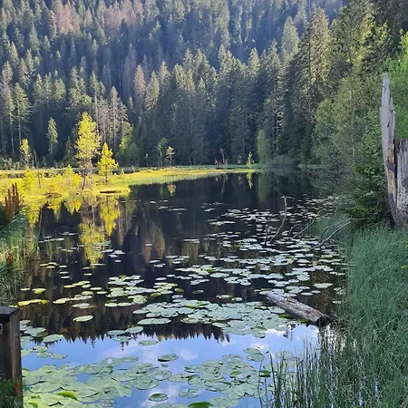 Wald Living Apartment Baiersbronn